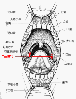 膿栓や喉の奥の不快からくる口臭に対する解決法 ほんだ歯科 Dr Hondaの口臭バイブル